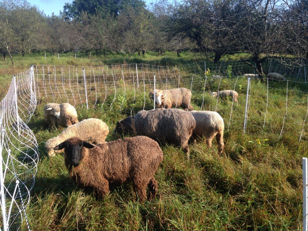 Silvopasture - Rotational Grazing Sheep in the Orchard