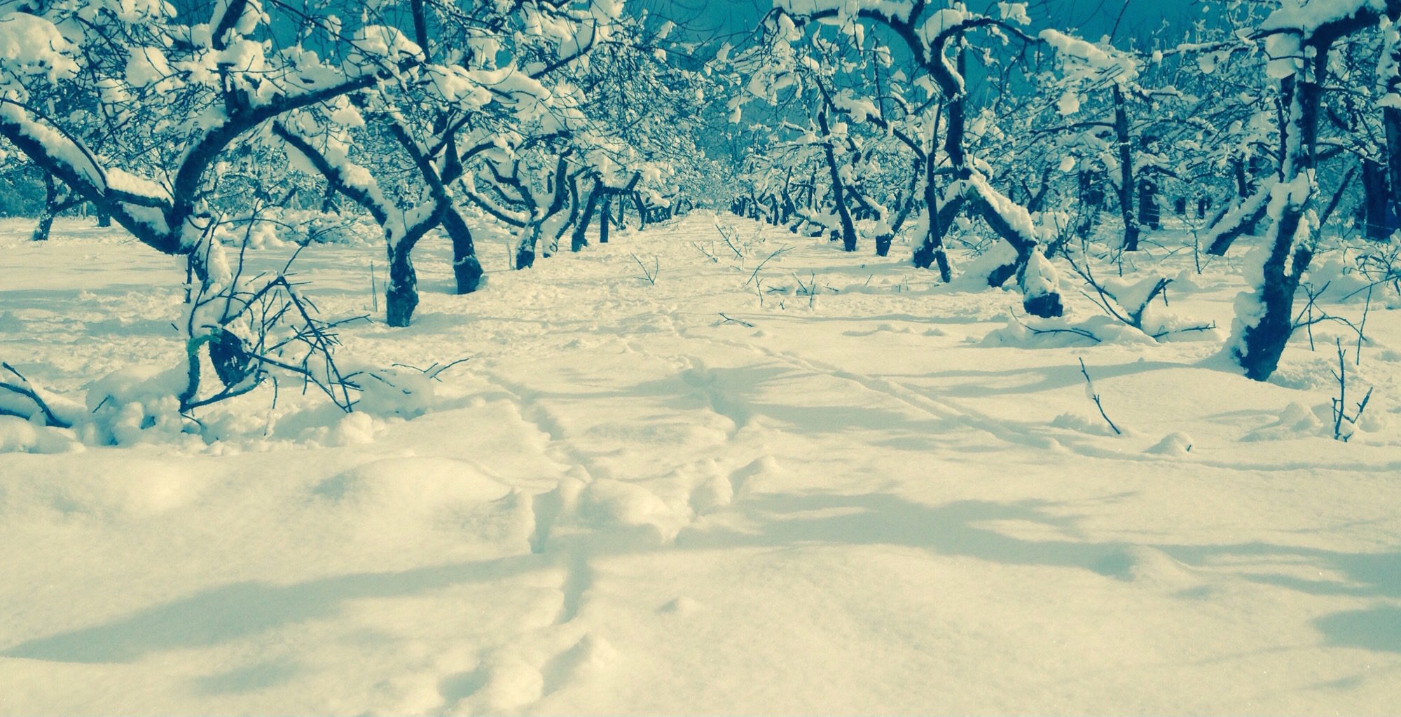 High Falls Farm Apple Orchard in Winter