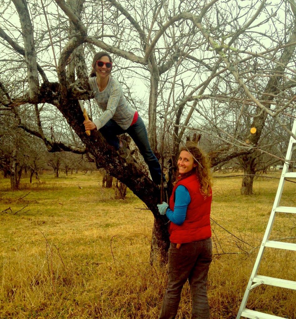 Pruning at High Falls Farm